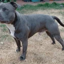 Staffordshire Bull Terrier