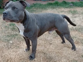 Staffordshire Bull Terrier