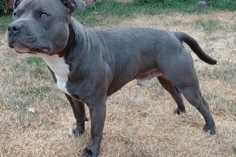 Staffordshire Bull Terrier