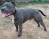 Staffordshire Bull Terrier