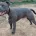 Staffordshire Bull Terrier