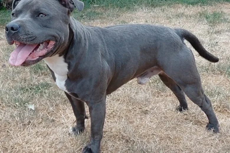 Staffordshire Bull Terrier