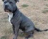 Staffordshire Bull Terrier