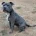 Staffordshire Bull Terrier