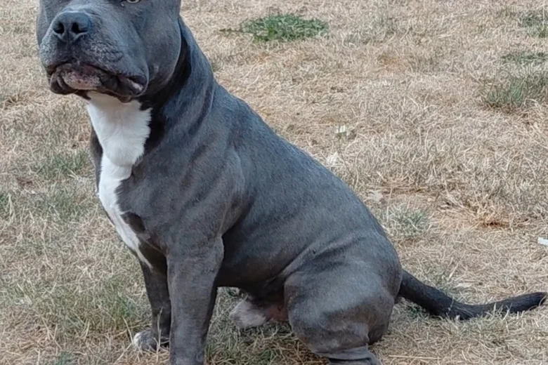 Staffordshire Bull Terrier