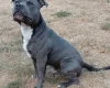 Staffordshire Bull Terrier