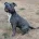 Staffordshire Bull Terrier