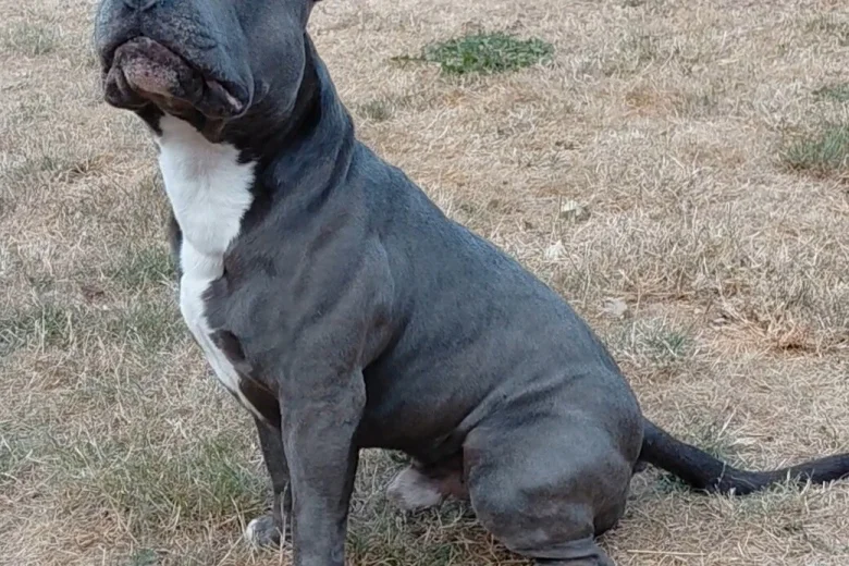 Staffordshire Bull Terrier