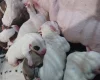 Staffordshire Bull Terrier
