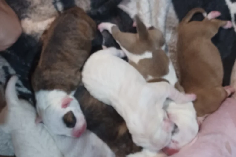 Staffordshire Bull Terrier