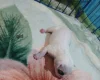 Staffordshire Bull Terrier