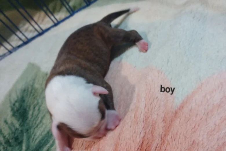 Staffordshire Bull Terrier
