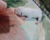 Staffordshire Bull Terrier