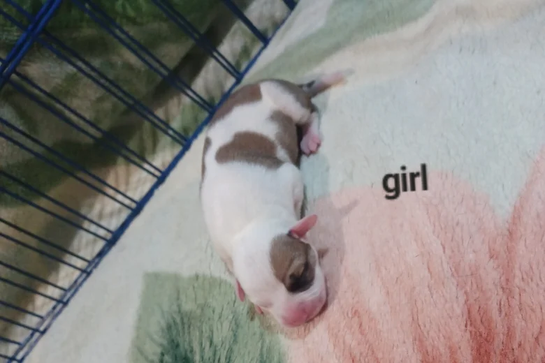 Staffordshire Bull Terrier