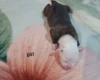 Staffordshire Bull Terrier