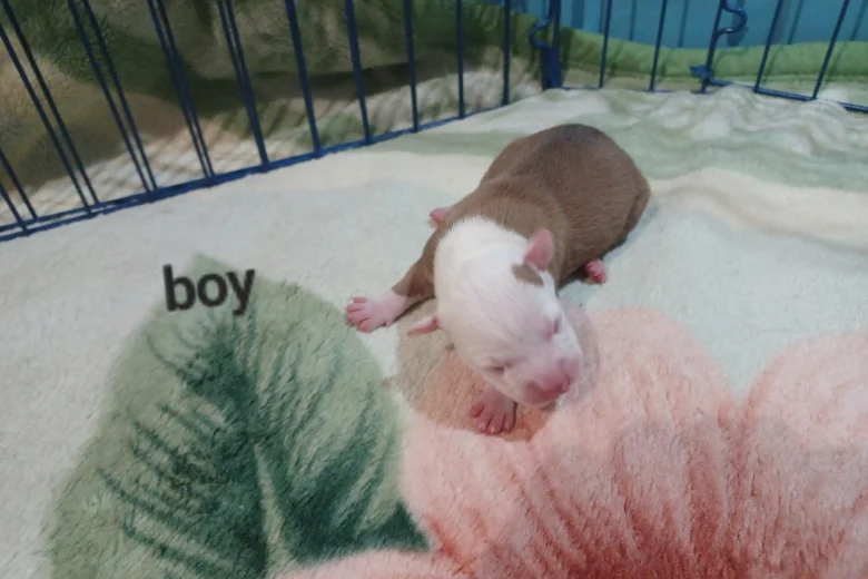 Staffordshire Bull Terrier