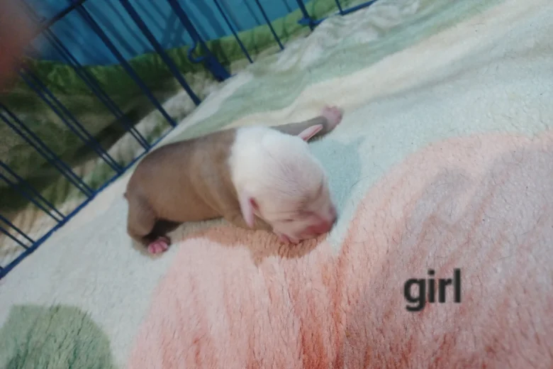 Staffordshire Bull Terrier