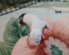 Staffordshire Bull Terrier