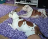 Staffordshire Bull Terrier