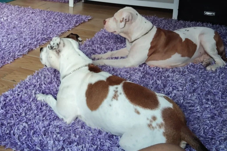 Staffordshire Bull Terrier