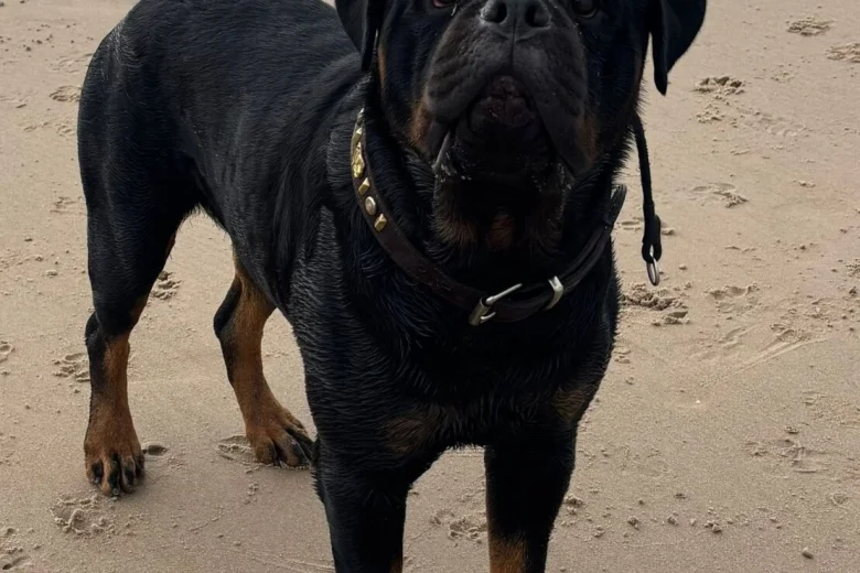 Rottweiler