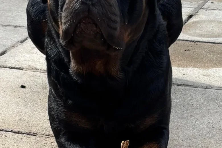 Rottweiler