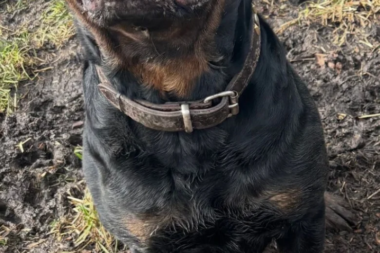 Rottweiler