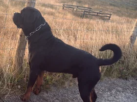 Rottweiler