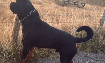 Rottweiler