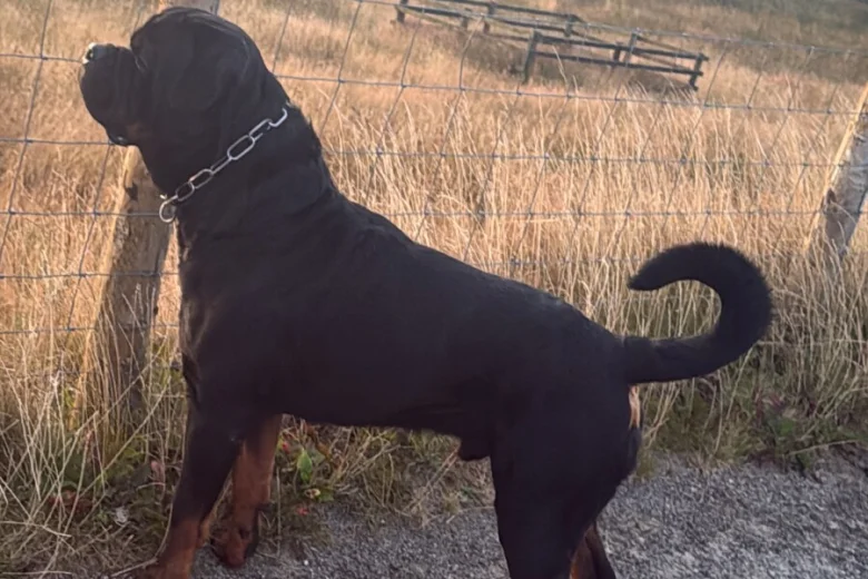 Rottweiler