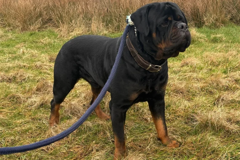 Rottweiler