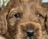 Cockapoo