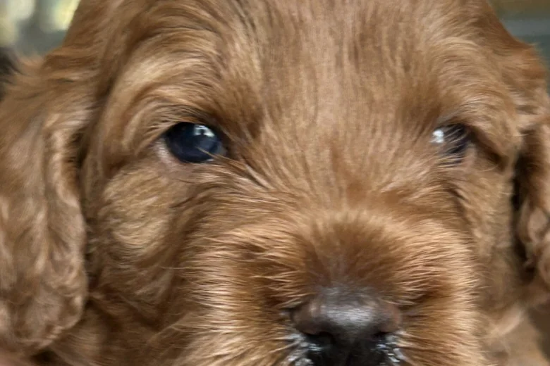 Cockapoo