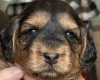 Cockapoo