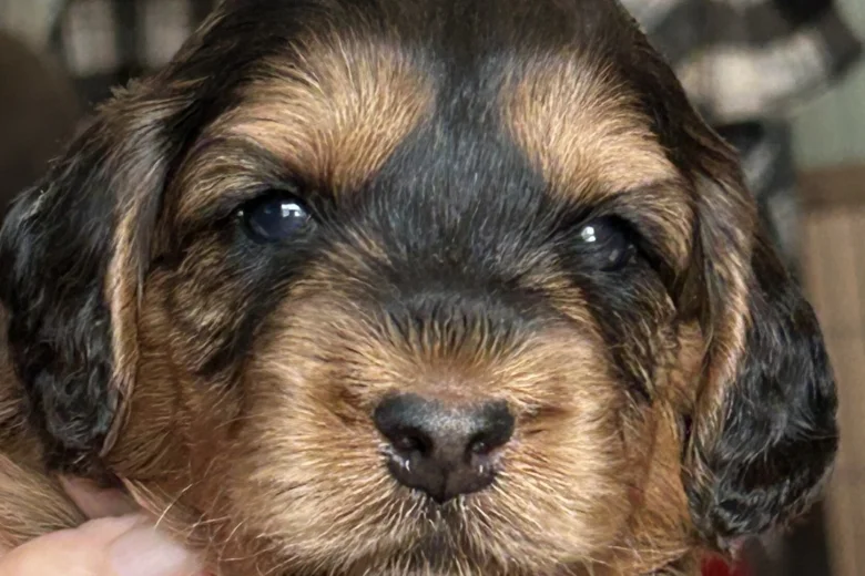 Cockapoo