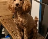 Cockapoo