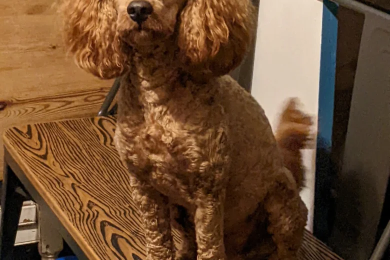 Cockapoo