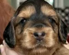 Cockapoo