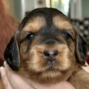 Cockapoo