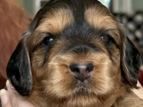 Cockapoo