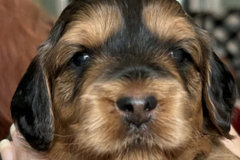 Cockapoo