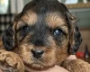 Cockapoo