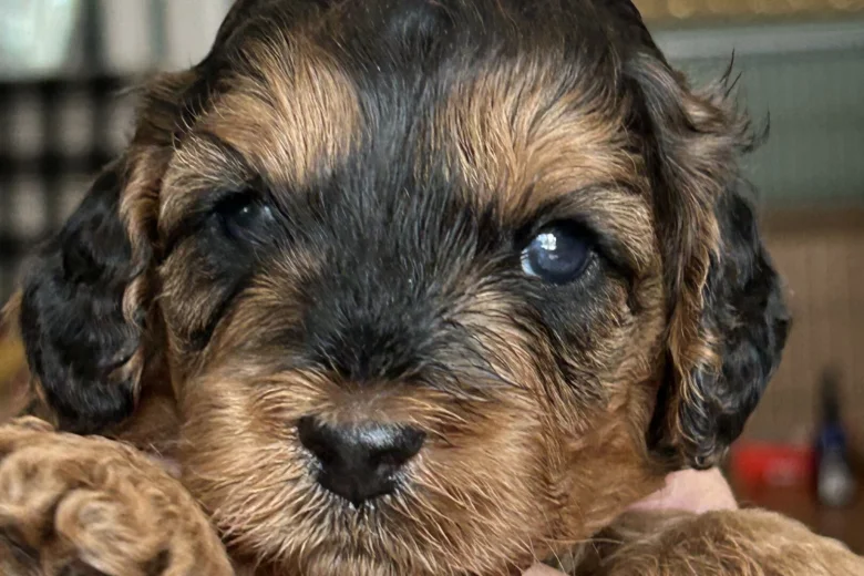 Cockapoo