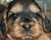 Cockapoo