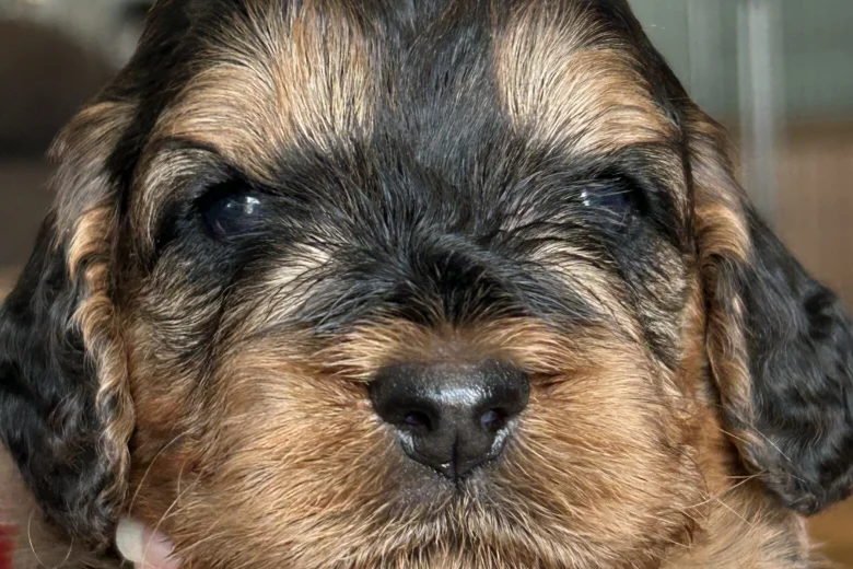 Cockapoo