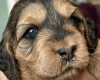 Cockapoo