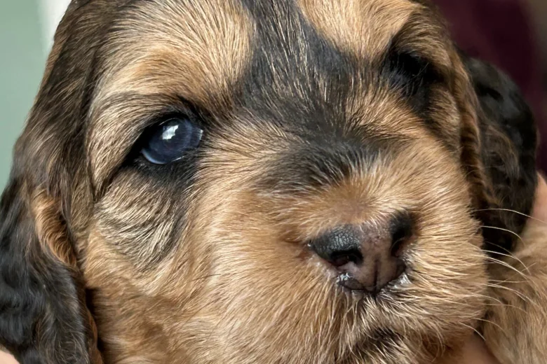 Cockapoo