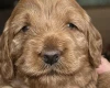 Cockapoo