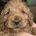 Cockapoo