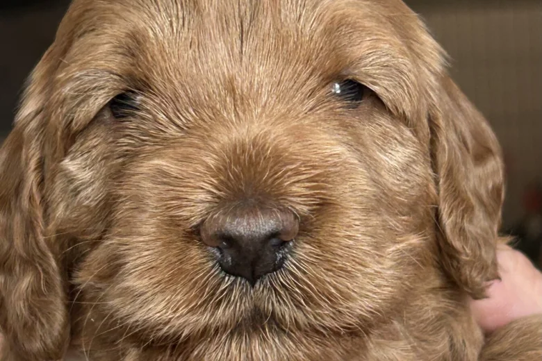 Cockapoo